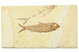 Detailed Fossil Fish (Knightia) - Wyoming #244204-1